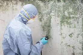 Why You Should Choose Our Mold Remediation Services in Dwight, IL